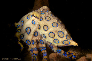 "Wassup Bro!" by Debi Henshaw 